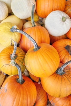 A collection of various pumpkins for Halloween.の写真素材