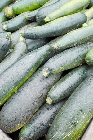 Photo of freshly picked organic zucchini, selective focus.の写真素材