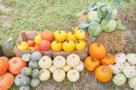 Halloween pumpkin collection, selective focus.の写真素材