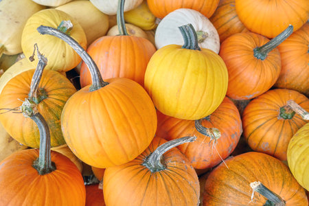 A collection of various pumpkins for Halloween.の写真素材