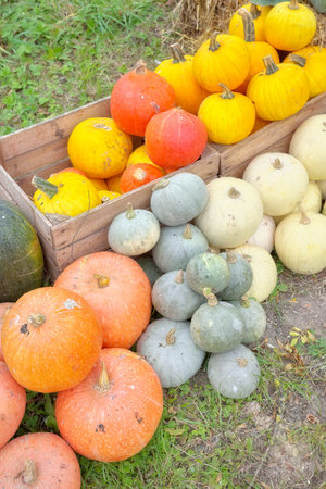 Halloween pumpkin collection, selective focus.の写真素材