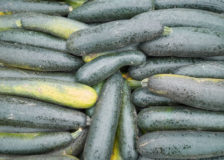 Photo of freshly picked organic zucchini, selective focus.の写真素材