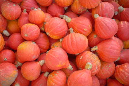 Photo of a pile of organic red kuri squash (Hokkaido pumpkin), selective focus.の写真素材