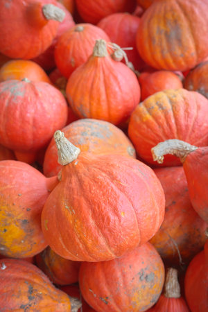 Photo of a pile of organic red kuri squash (Hokkaido pumpkin), selective focus.の写真素材