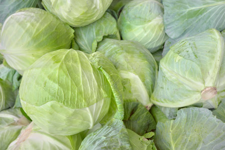 Close up photo of organic white cabbage, selective focus.の写真素材