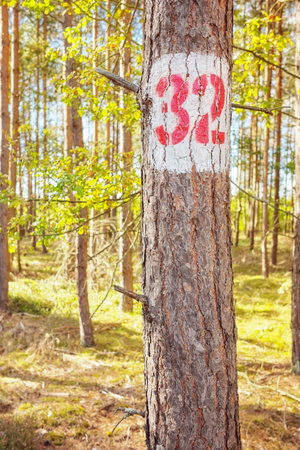 A tree with the number thirty two painted on it, selective focus.の写真素材