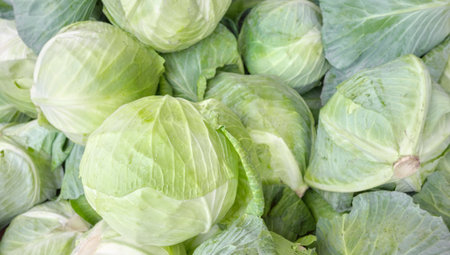 Close up photo of organic white cabbage, selective focus.の写真素材