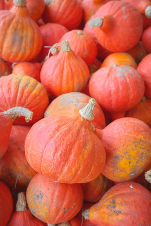 Photo of a pile of organic red kuri squash (Hokkaido pumpkin), selective focus.の写真素材