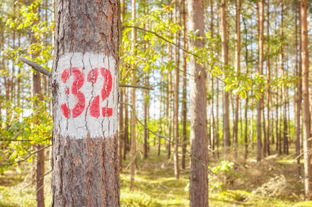 A tree with the number thirty two painted on it, selective focus.の写真素材