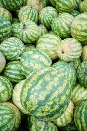 Freshly harvested organic watermelons, selective focus.