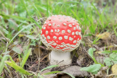 Fly agaric mushrooms, selective focus.