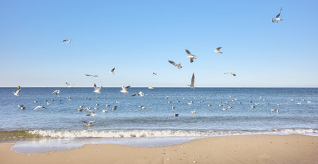 Photo of a calm sea with seagulls flying.