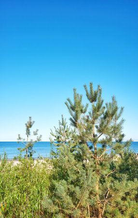 Coastal vegetation by the beach in Miedzyzdroje, Poland.の写真素材