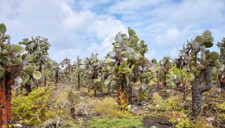 Giant prickly pear cactus on Santa Cruz Island, Galapagos National Park, Ecuador.