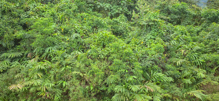 Diverse vegetation in the Danum Valley rainforest, Borneo, Malaysia.