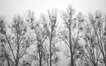 Photo of trees on a foggy winter day.の写真素材