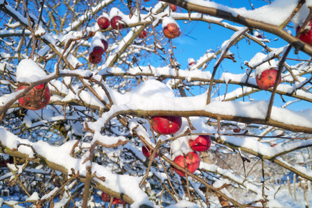 Frozen apple covered with snow in an orchard on a sunny winter day, selective focus.の写真素材
