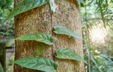 Plant climbing up a tree trunk in the rainforest of Borneo, Malaysia.
