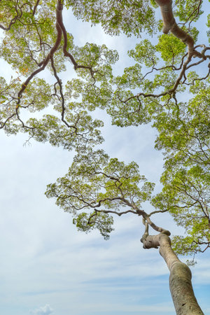 Looking up at the trees in the rainforest of Borneo, natural background, Malaysia.