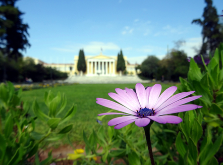 Pink flower closeup and greek palace in the backgroundのeditorial素材