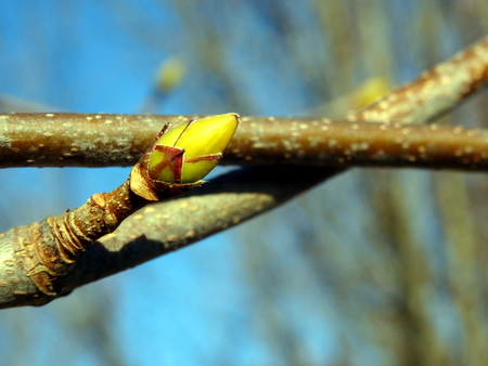 Green tree bud in early springの写真素材