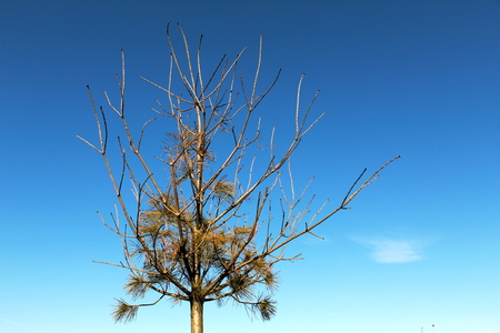 Wilted pine tree in winter against blue skyの写真素材