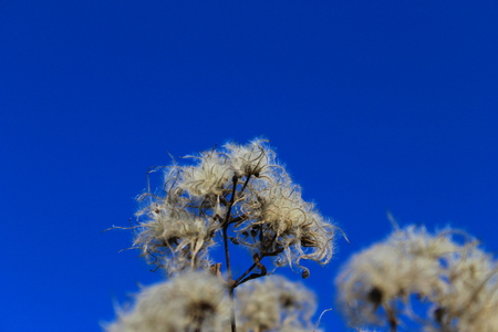 Withered efflorescence against blue skyの写真素材