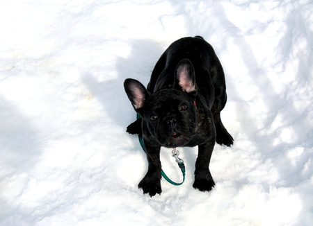 Black dog on the snowの写真素材