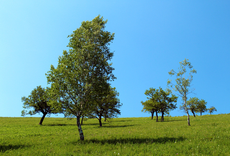 Isolated trees on a mountain slope against blue skyの写真素材