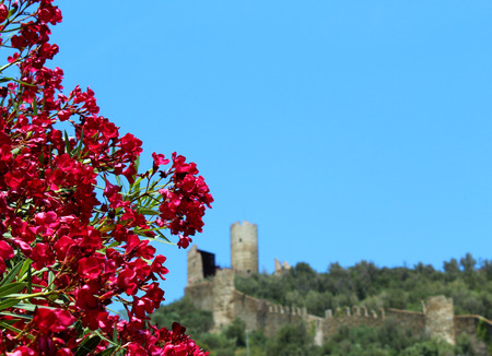 Rose-bay tree and castle on the background (Liguria)の写真素材