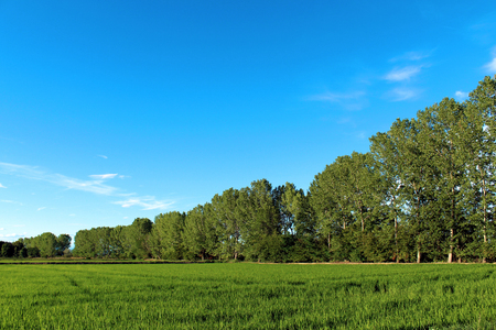 Birch trees near a paddy in summerの写真素材
