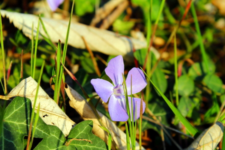 Purple flower and grassの写真素材