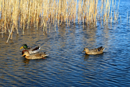 Ducks swimming in a lakeの写真素材