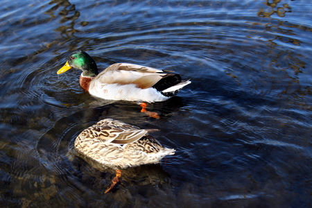 Ducks swimming in a lakeの写真素材
