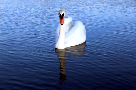 White swan swimming in a lakeの写真素材