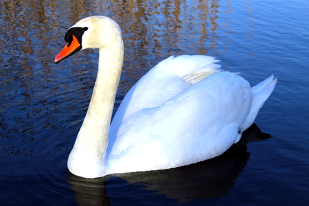 White swan swimming in a lakeの写真素材