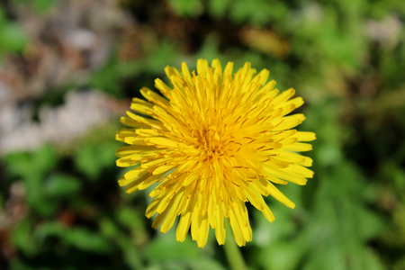 Common dandelion yellow flowerの写真素材