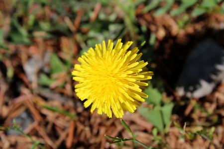 Common dandelion yellow flowerの写真素材