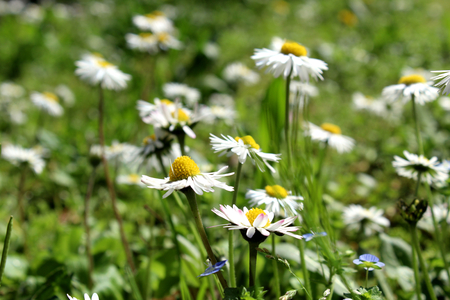 Daisies in a fieldの写真素材