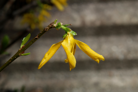 Yellow flower close upの写真素材