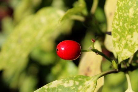 Red berry on a plantの写真素材