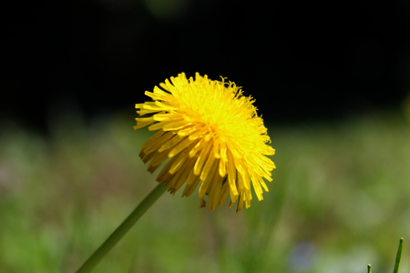 Common dandelion yellow flowerの写真素材