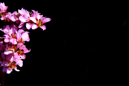 Pink flowers on dark backgroundの写真素材