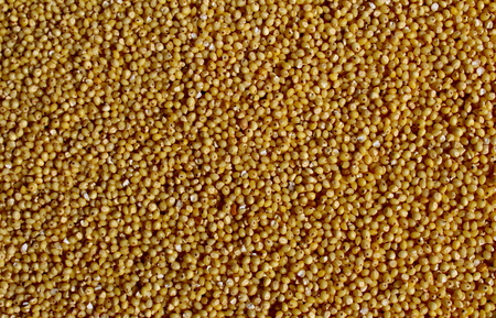 Hulled millet small grains texture backgroundの写真素材