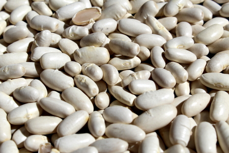 Great number of white navy beansの写真素材