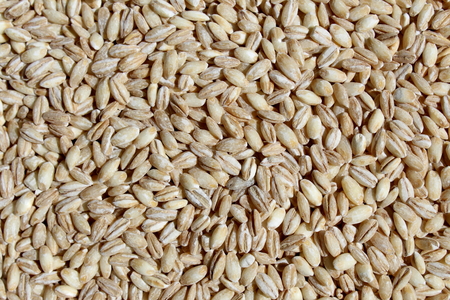 Barley grains textureの写真素材