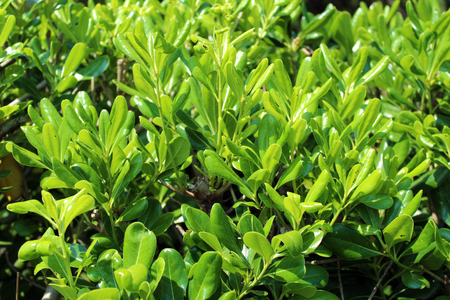 Green leaves patternの写真素材