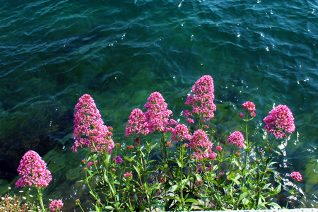 Pink flowers against waterの写真素材
