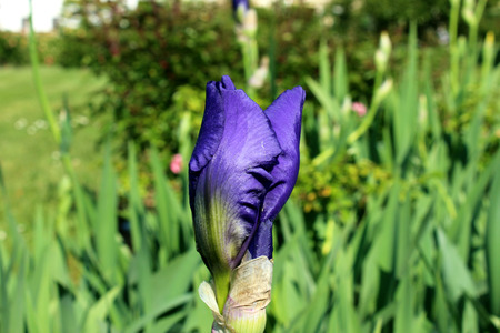 Purple iris bud close upの写真素材