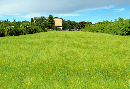 Green corn field in spring under a stormy skyの写真素材